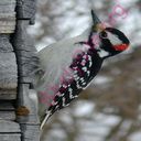 woodpecker (Oops! image not found)